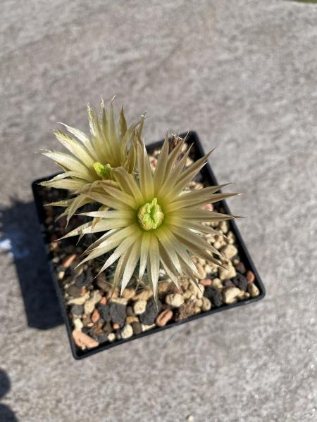 Escobaris missouriensis
